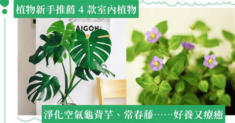 房間適合種什麼植物|室內可以放什麼植物？根據空間選擇推薦品種，照護指。